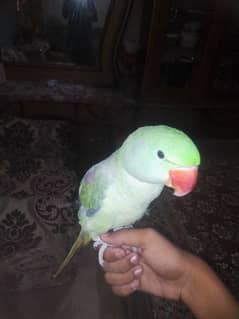 Male parrot