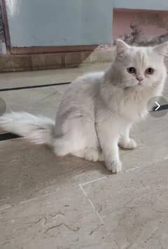 Persian male cat