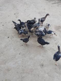 Aseel chicks for sale contact no 03038026175