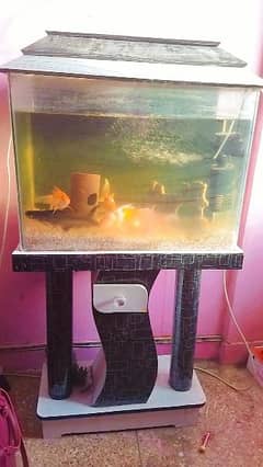 Fish Aquarium