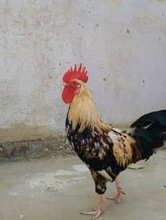 Cock for Sale