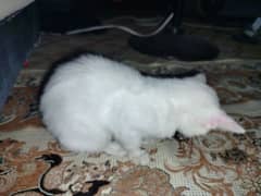 persian kitten for sale