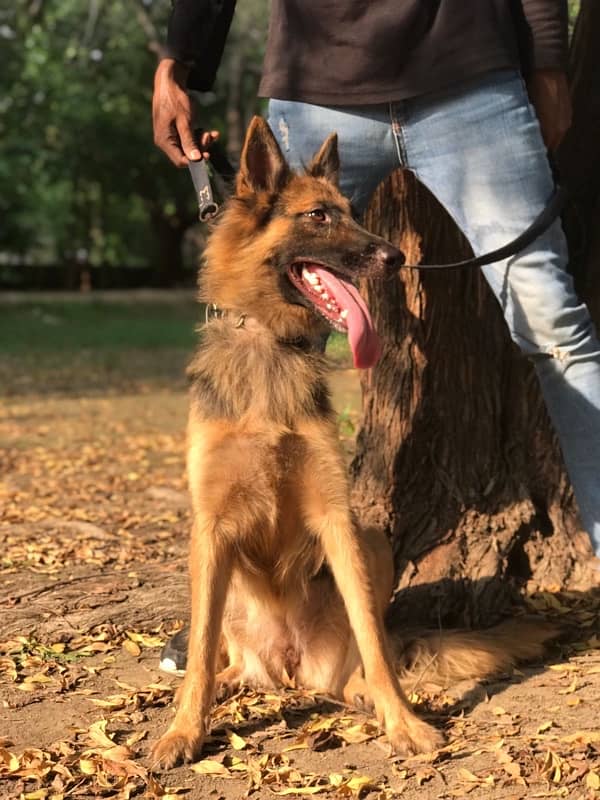 German shaped young female for sale 0