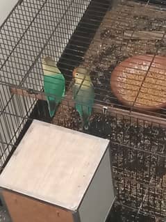 parblue, lovebirds, with cage