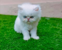 persian Kitten|Punch face Kittens|persian cat|cute|tripple|fluffy|piki