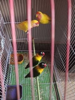 parrots for sale