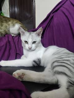 Male Kitten 5 months old for adoption