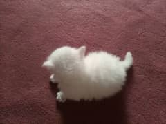 Cute persian kitten