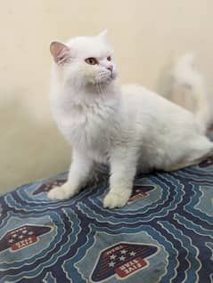 White Persian cat