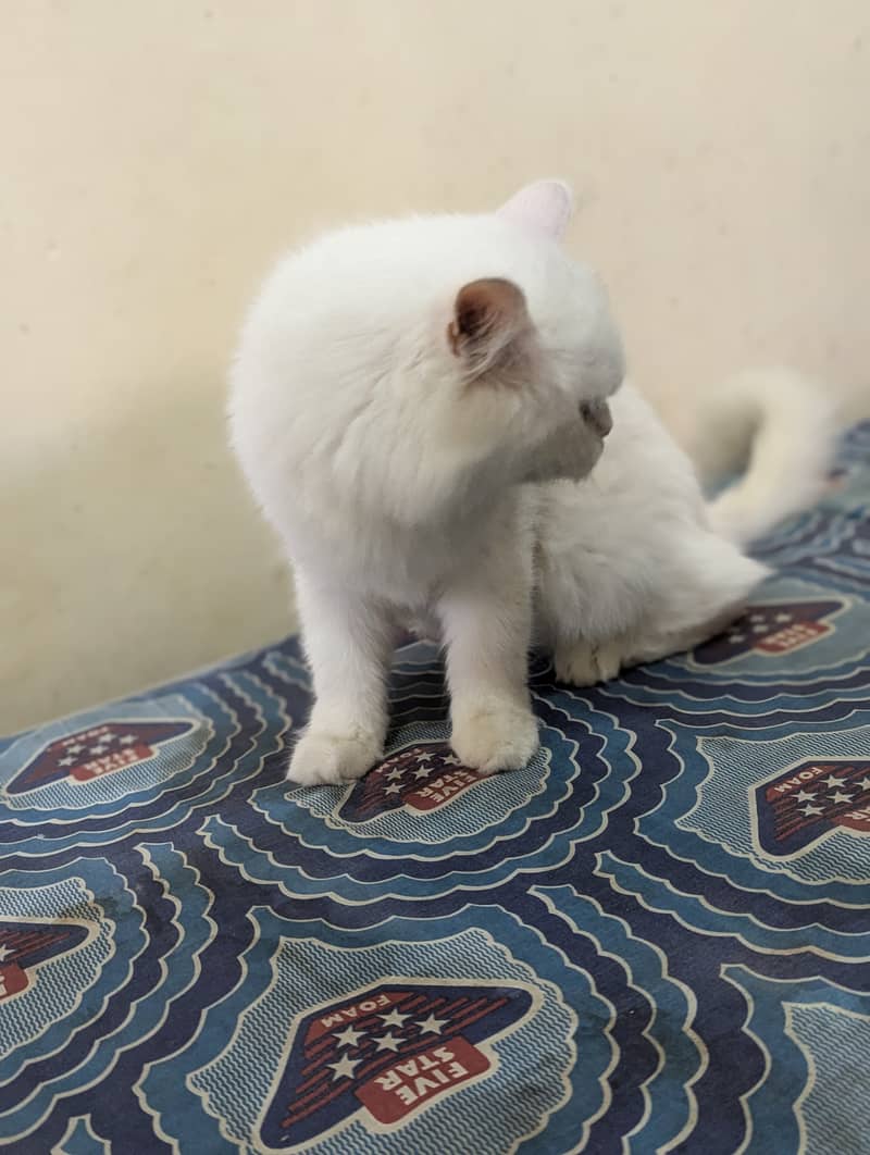 White Persian cat 1