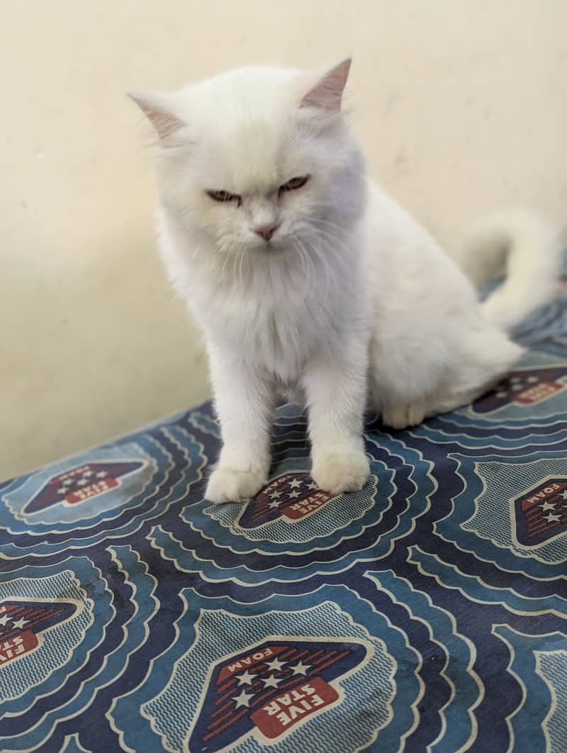 White Persian cat 2