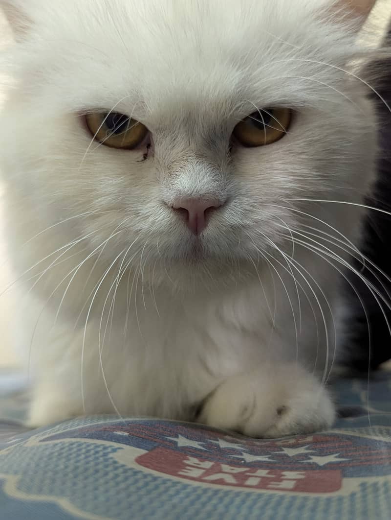 White Persian cat 3