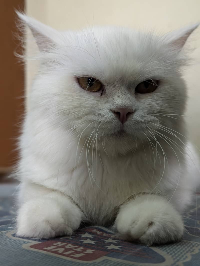 White Persian cat 4