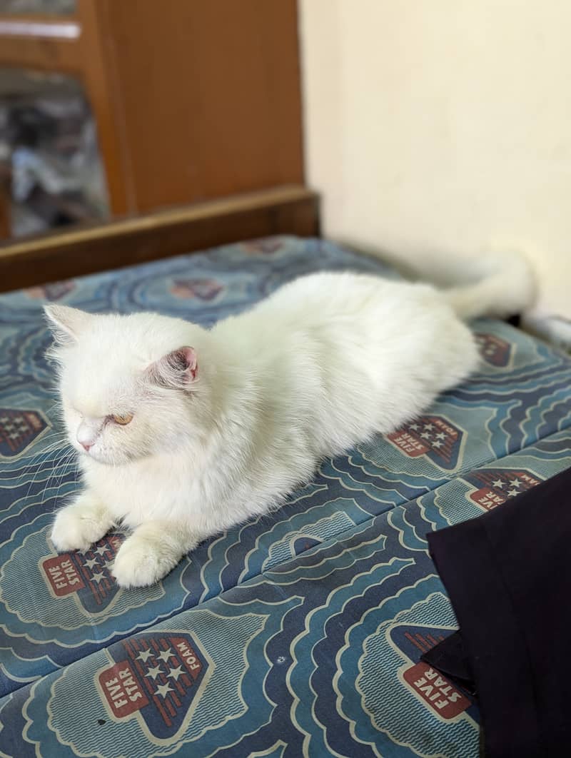 White Persian cat 5