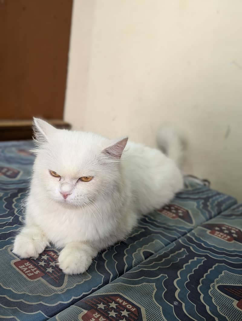 White Persian cat 6