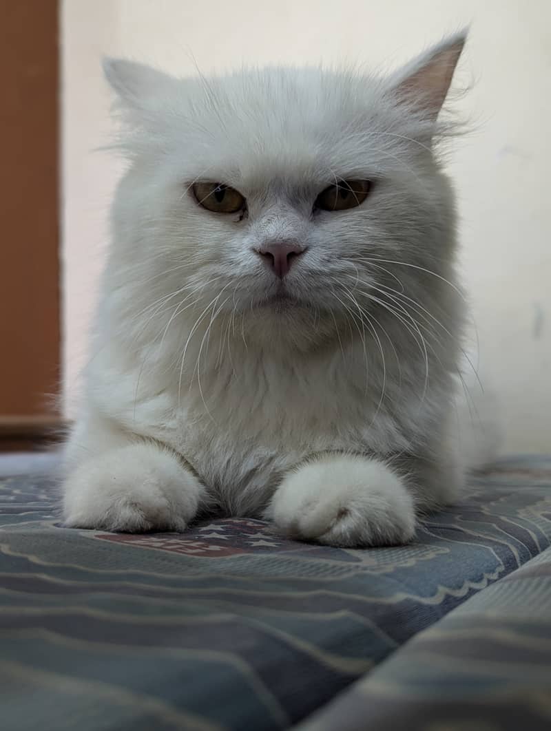 White Persian cat 7