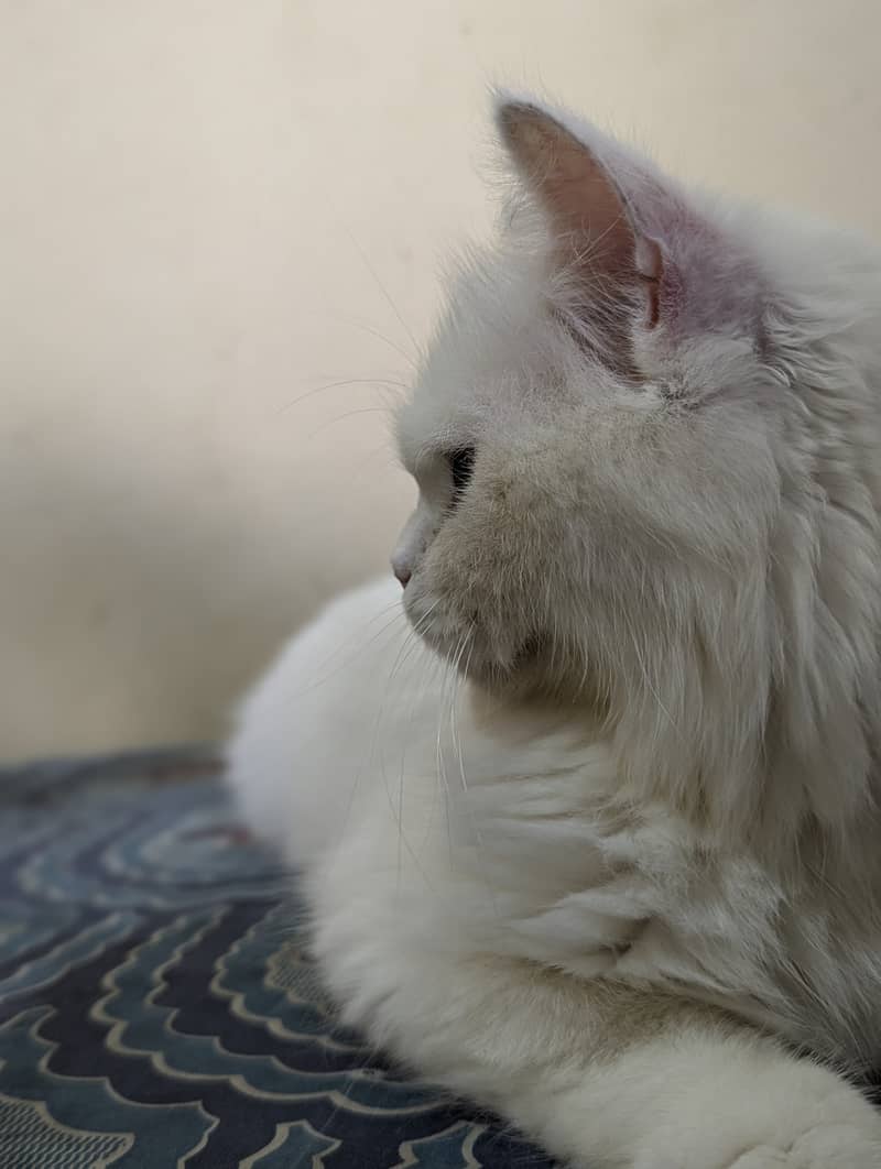 White Persian cat 8