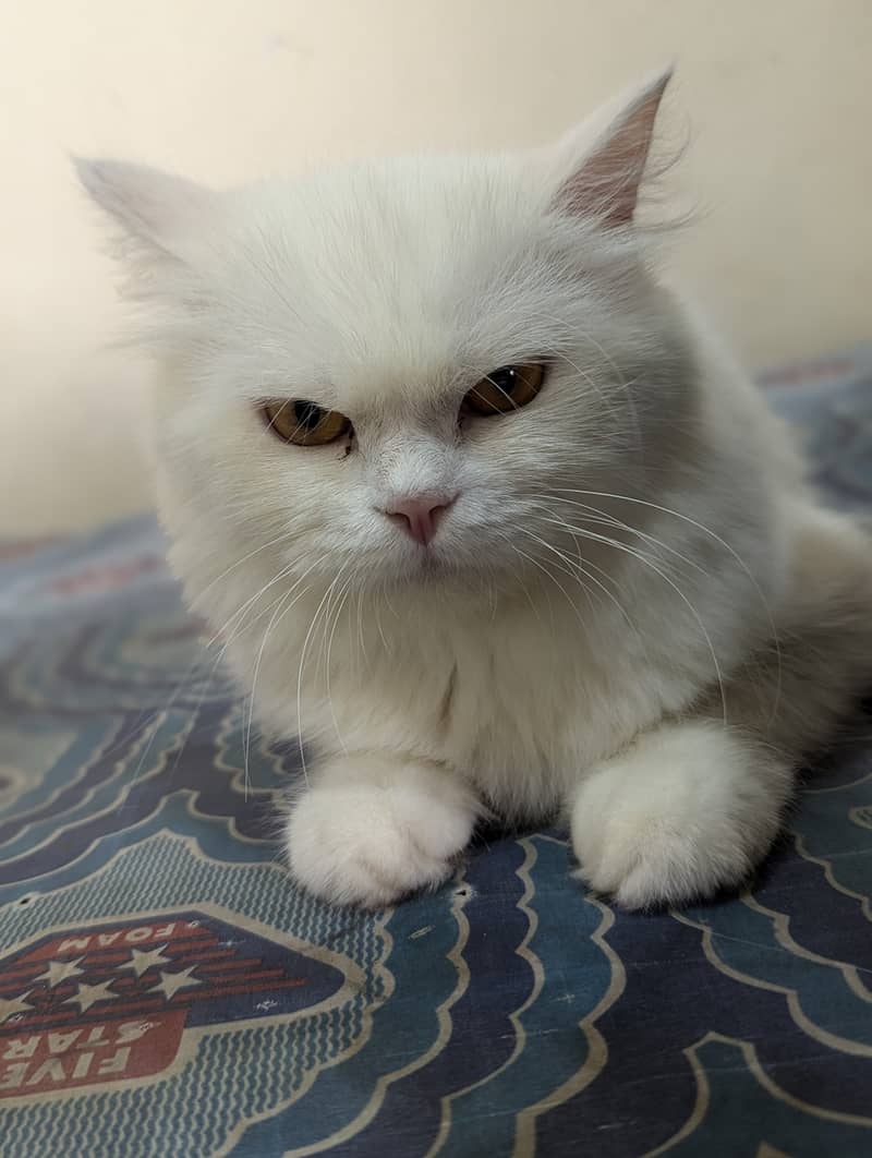 White Persian cat 9