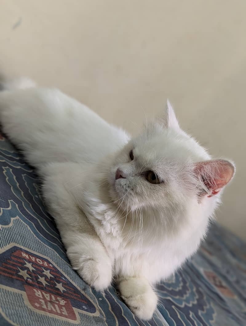 White Persian cat 13