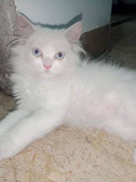 White Female Persian Kitten 0