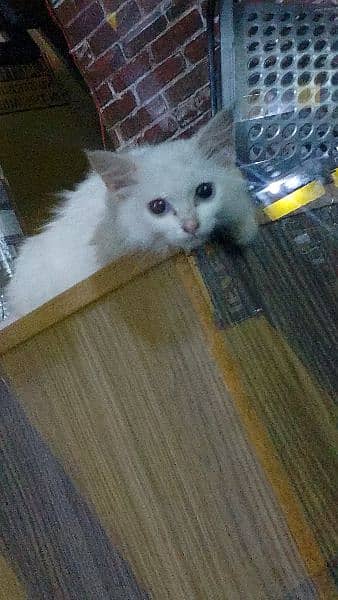 White Female Persian Kitten 1