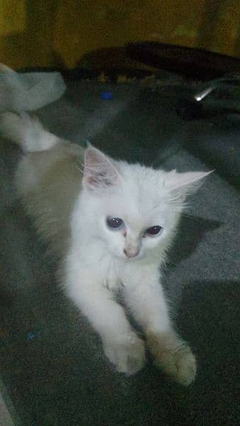 White Female Persian Kitten 2