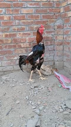 pure lakha Shamo in hen