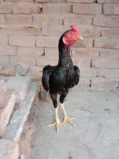 A black hen with tongues, a golden hen and a black hen young a set