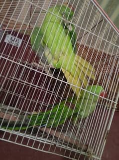 Raw and love birds all mutation available lahore 03024047409