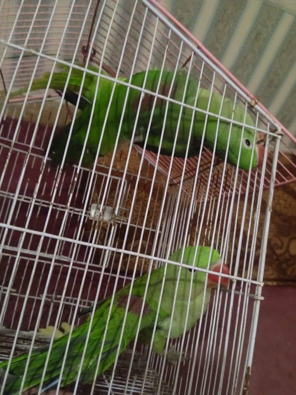 Raw and love birds all mutation available lahore 03024047409 1