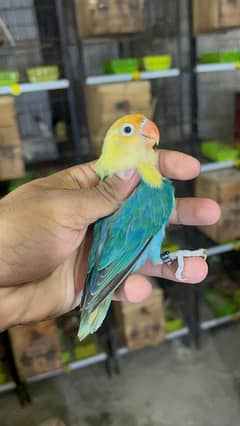 love birds all mutation available lahore 03024047409