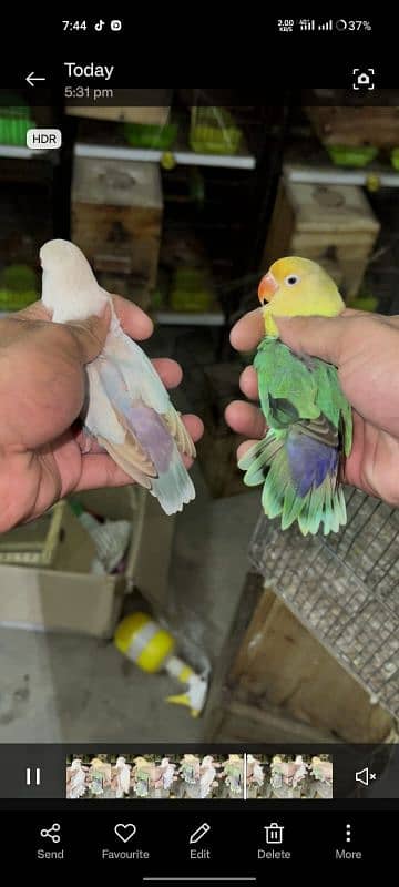 Raw and love birds all mutation available lahore 03024047409 5