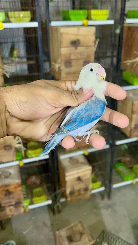 Raw and love birds all mutation available lahore 03024047409 6