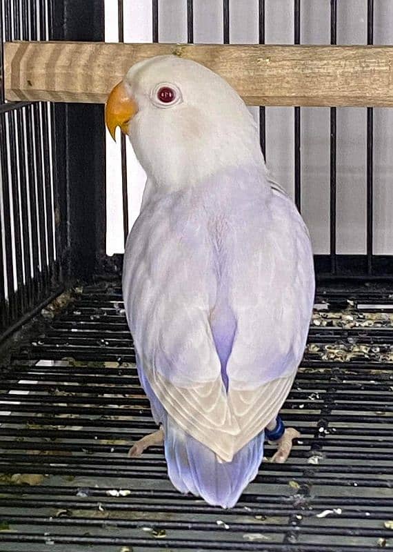 Raw and love birds all mutation available lahore 03024047409 7