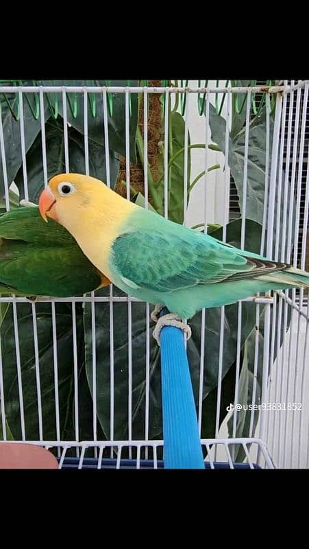 Raw and love birds all mutation available lahore 03024047409 13