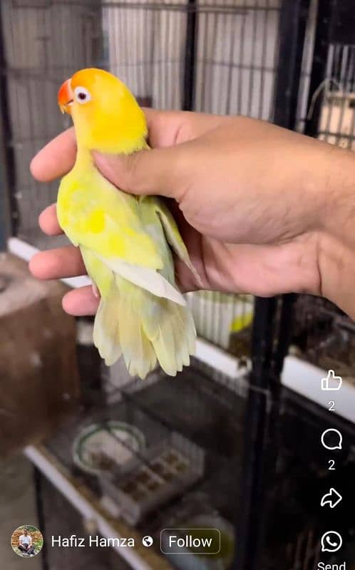 Raw and love birds all mutation available lahore 03024047409 15