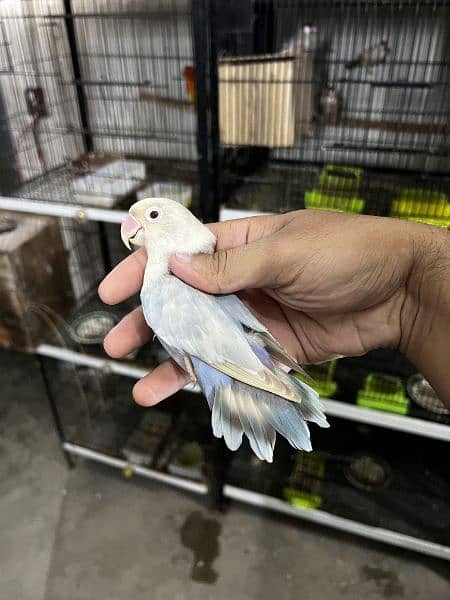 Raw and love birds all mutation available lahore 03024047409 17