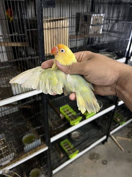 Raw and love birds all mutation available lahore 03024047409 18