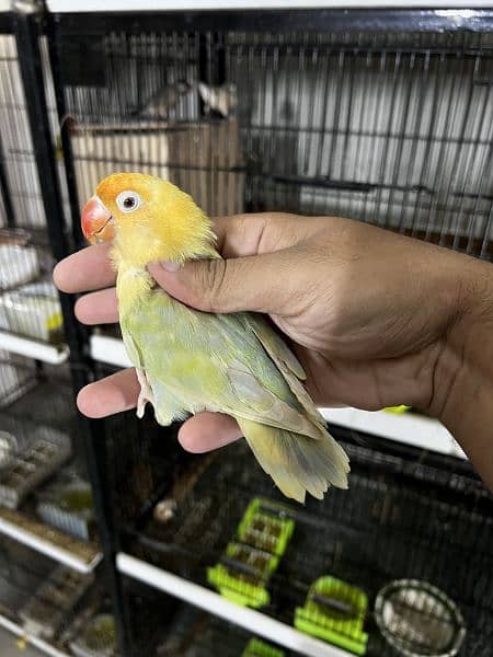 Raw and love birds all mutation available lahore 03024047409 19