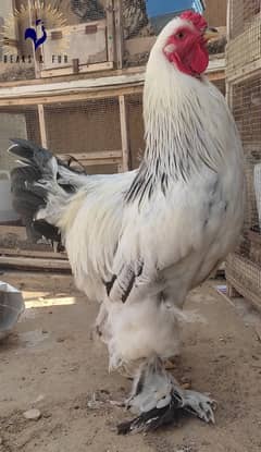 light brahma chicks, black, silver polish, white slikie fancy chicken