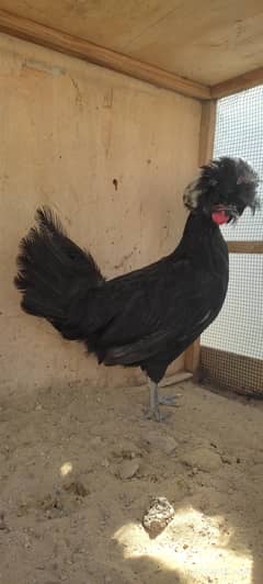 black, silver polish, white Silkie fancy chicken