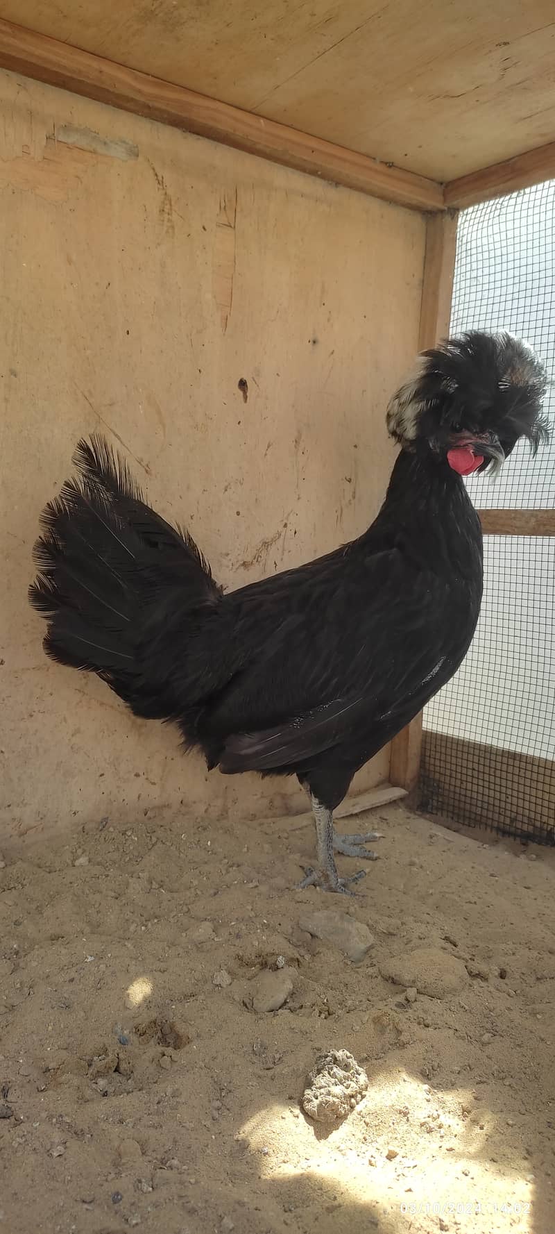 black, silver polish, white Silkie fancy chicken 0