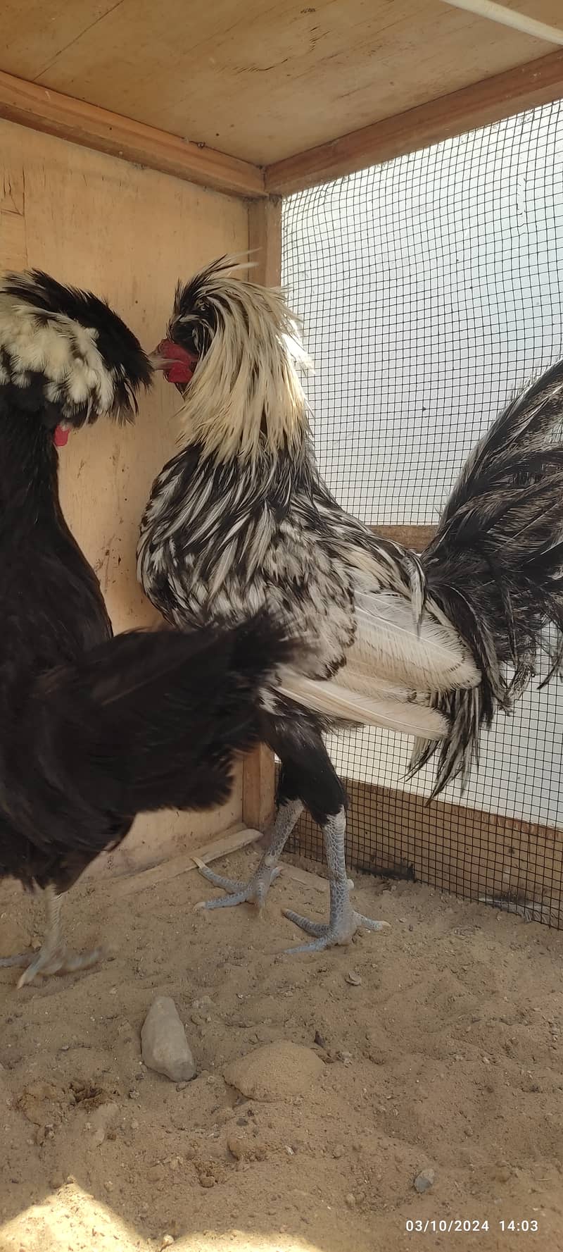 black, silver polish, white Silkie fancy chicken 1