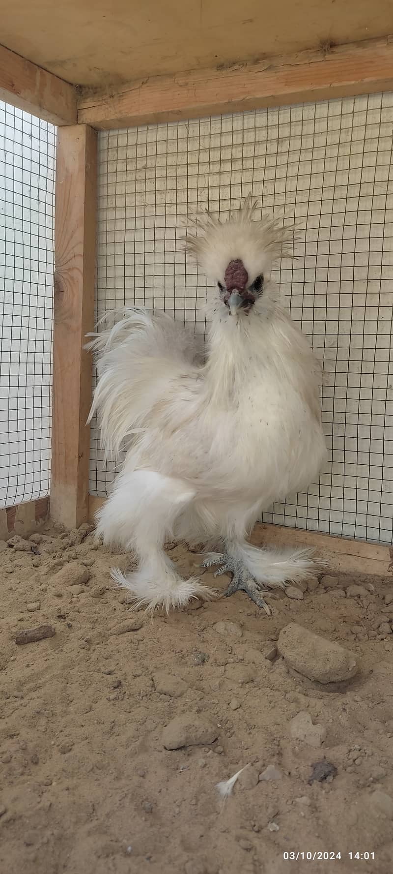 black, silver polish, white Silkie fancy chicken 2