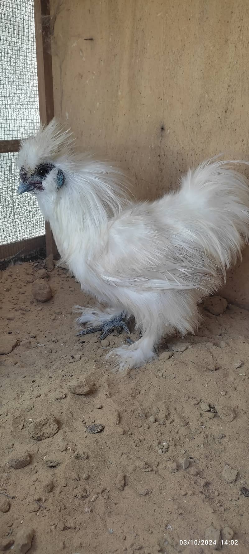 black, silver polish, white Silkie fancy chicken 3