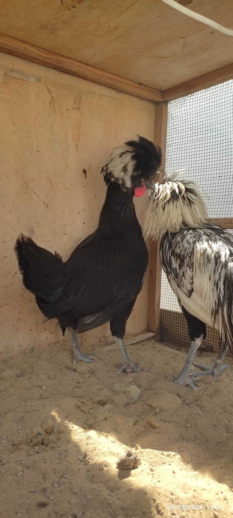 black, silver polish, white Silkie fancy chicken 4