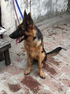 German shepherd  female