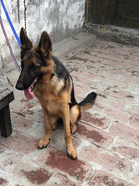 German shepherd  female 1