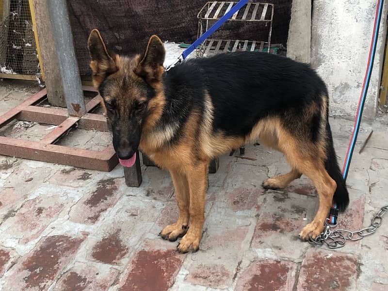 German shepherd  female 2