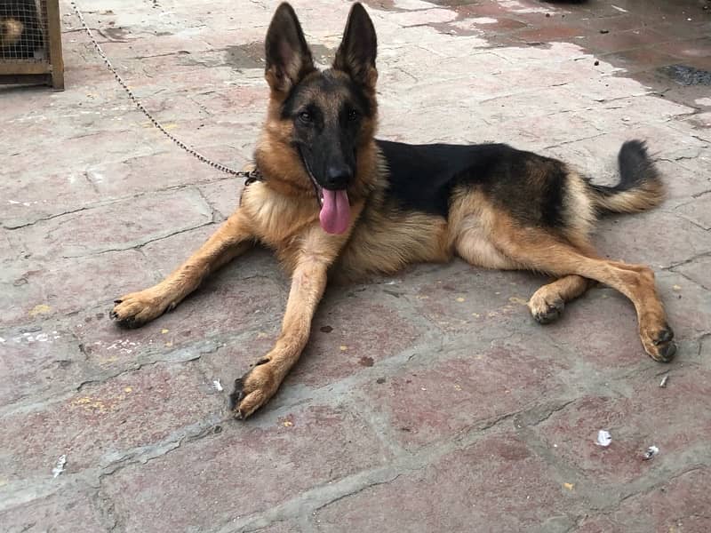 German shepherd  female 3